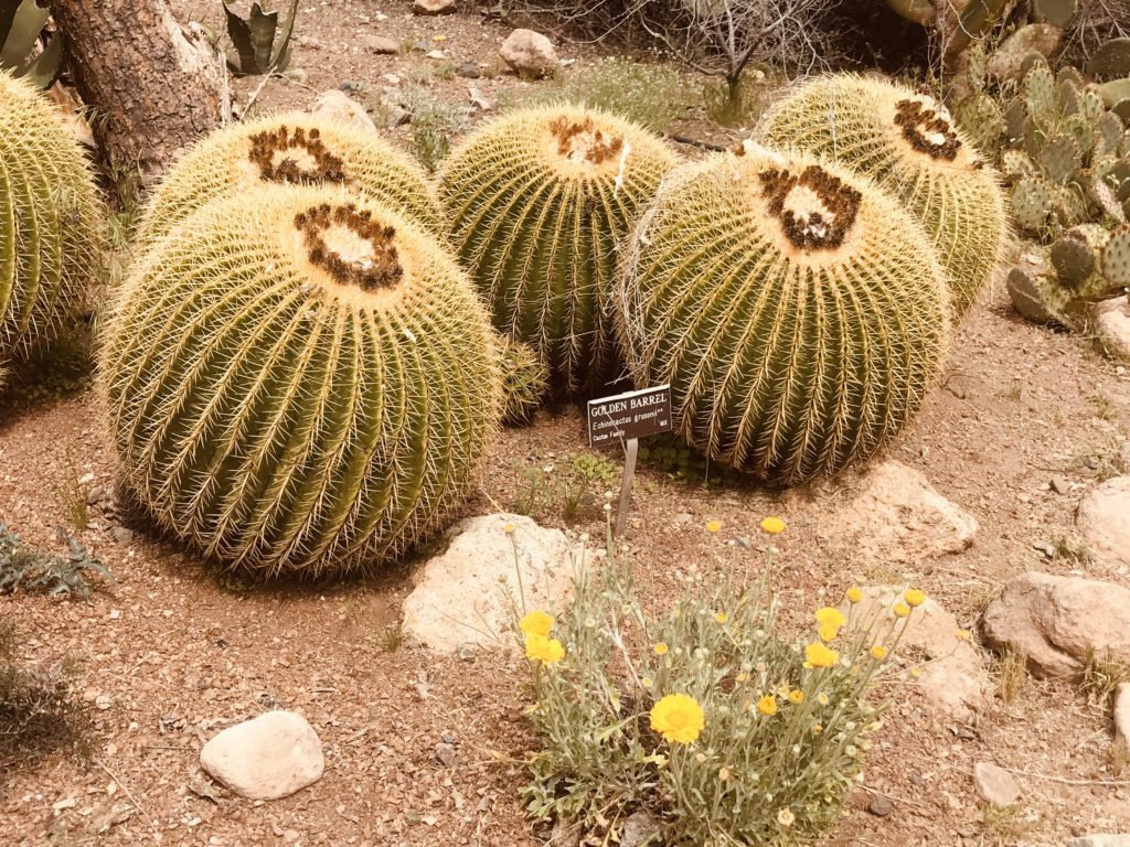 Barrel Cactus