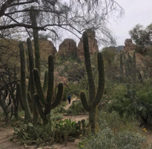 Saguaro Cactus in Tucson