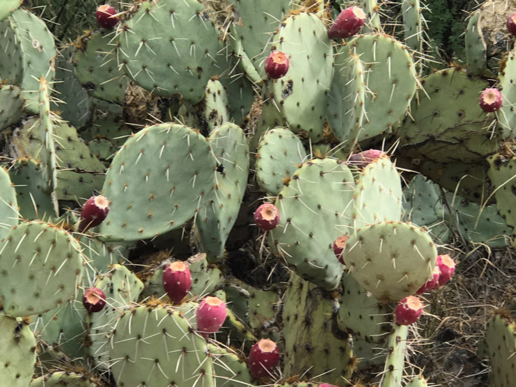 Tucson Prickly Pear Cactus with fruit