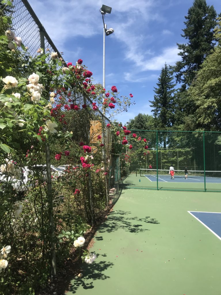 tennis in Washington Park, Portland OR