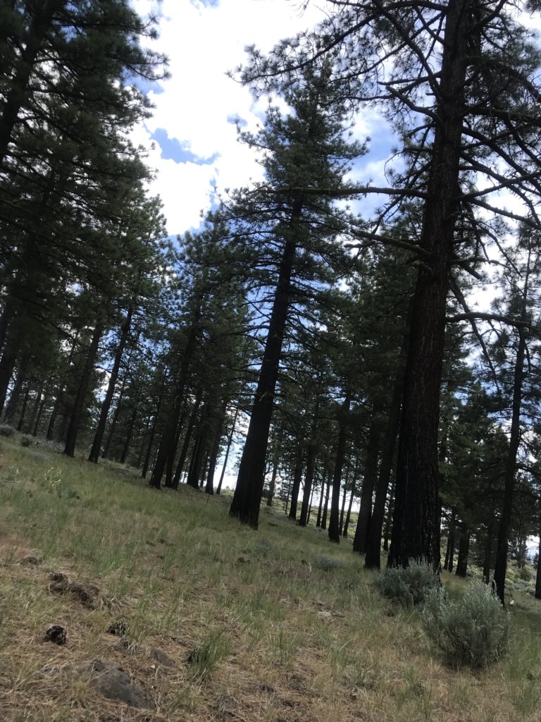 Pine trees everywhere in Northern California