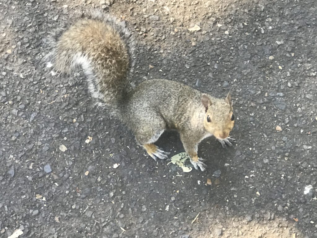 Squirrel at Bush's Pasture Salem Oregon