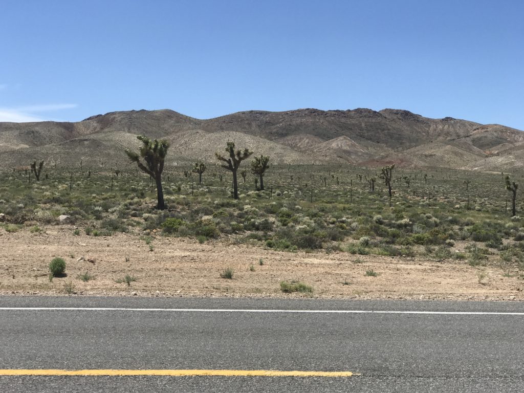 Joshua Trees in Nevada