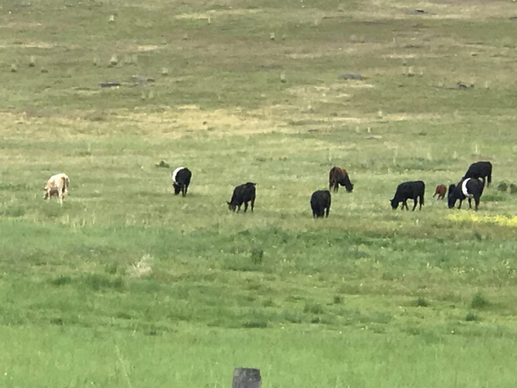 Oreo Cows near Flathead Lake, MT