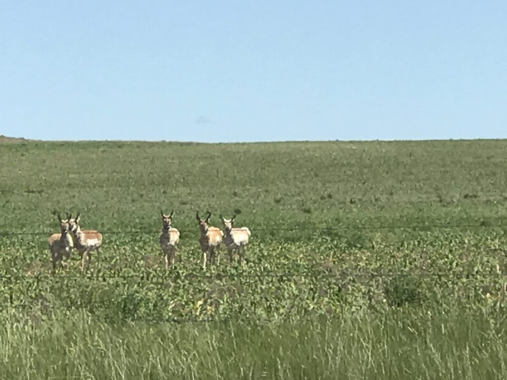 Antelope in North Dakota