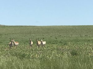 Antelope in North Dakota