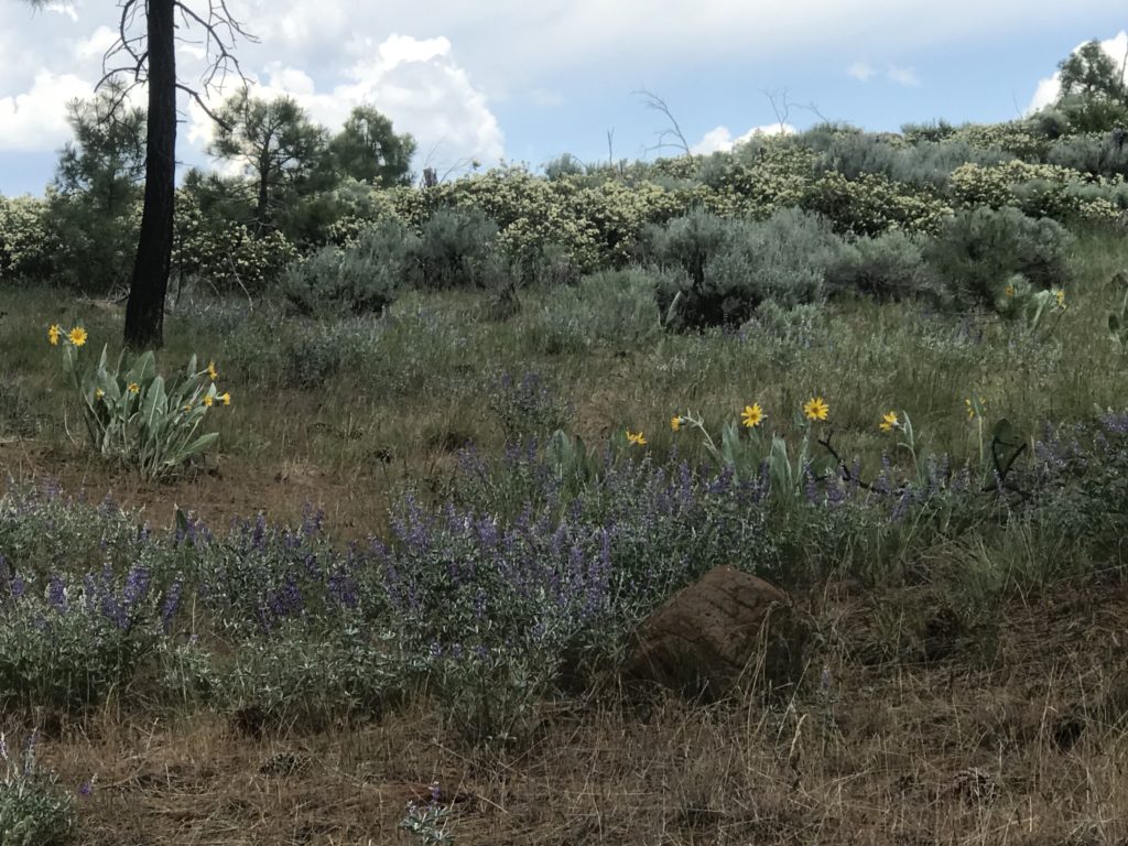 California Wildflowers