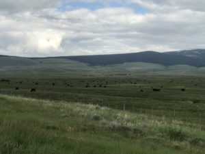 Fields of cows in Montana