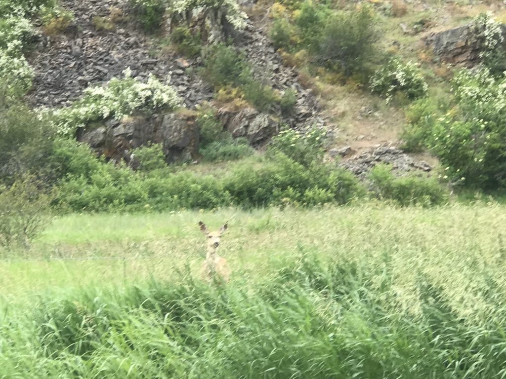 Mule Deer in the road in Montana