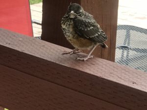 Baby Bird on railing at Quinns Paradise MT