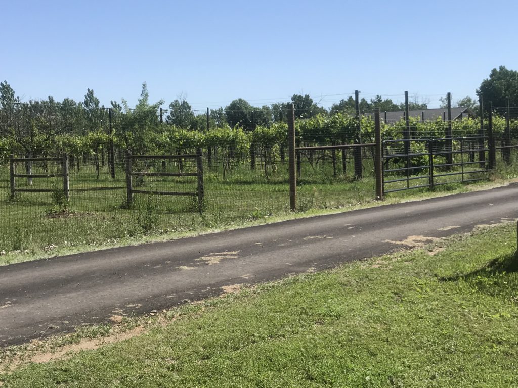 Grapevines at Tongue River Winery, Miles City MT