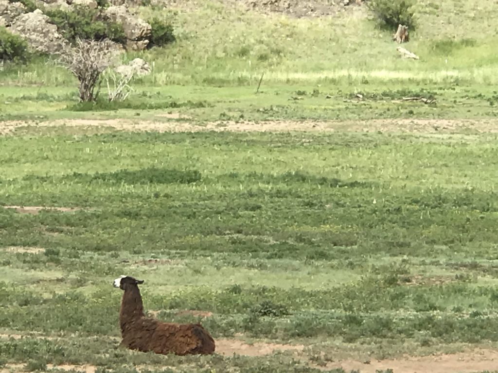 Llama in Fairplay CO