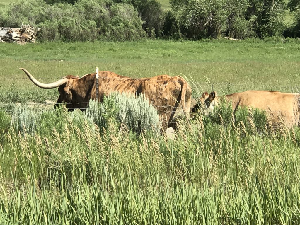 Longhorn bull in Colorado