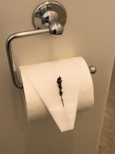 Lavender adoring the toilet paper at Los Poblanos, Albuquerque, NM
