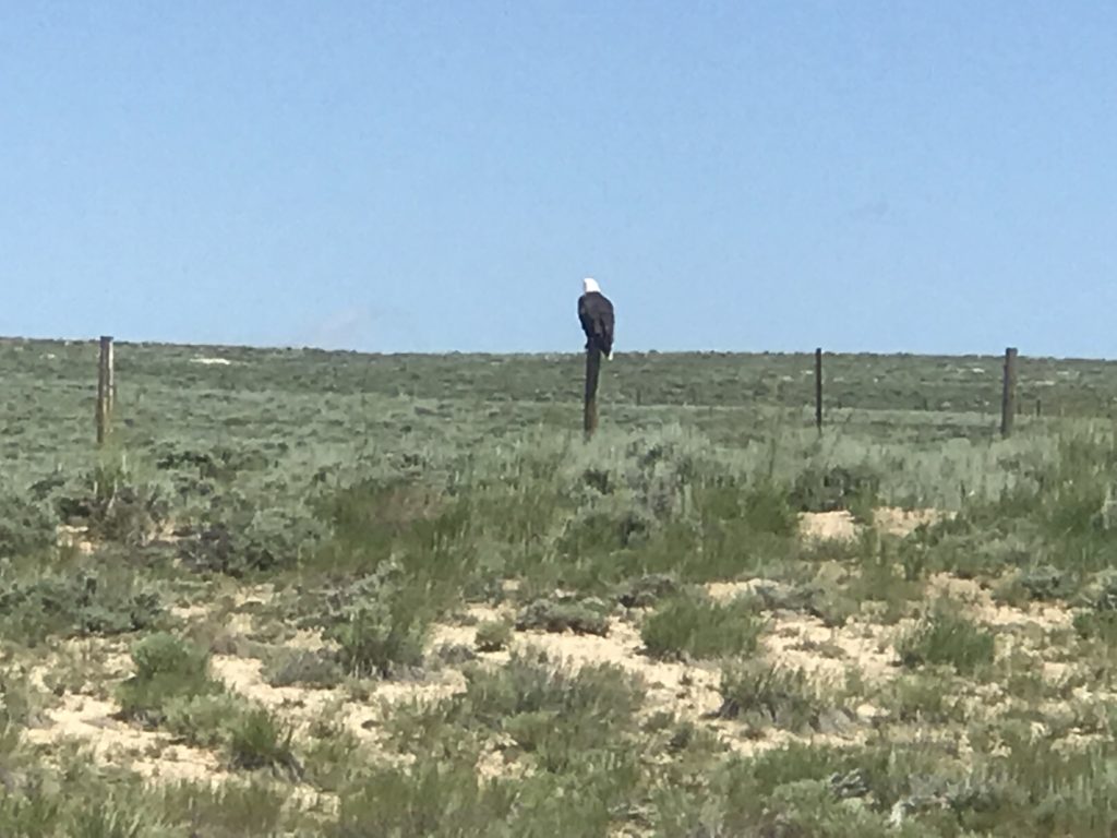 Eagle in Colorado