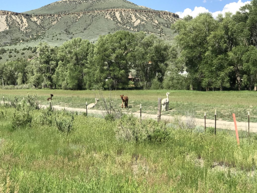 Llamas near FairPlay in Colorado