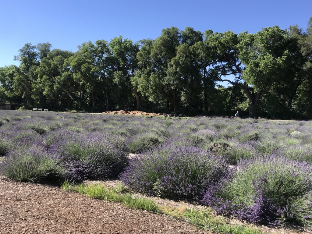 Lavender Fields at Los Poblanos, ABQ,NM