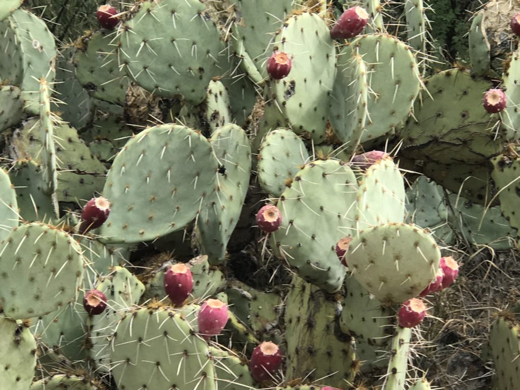 Prickly Pear Cactus – Joeann’s View