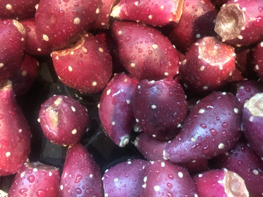 Prickly Pears Picked
