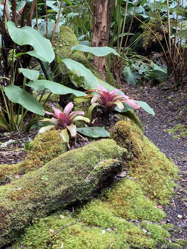 Rainforest Walk Hale 'Ohu