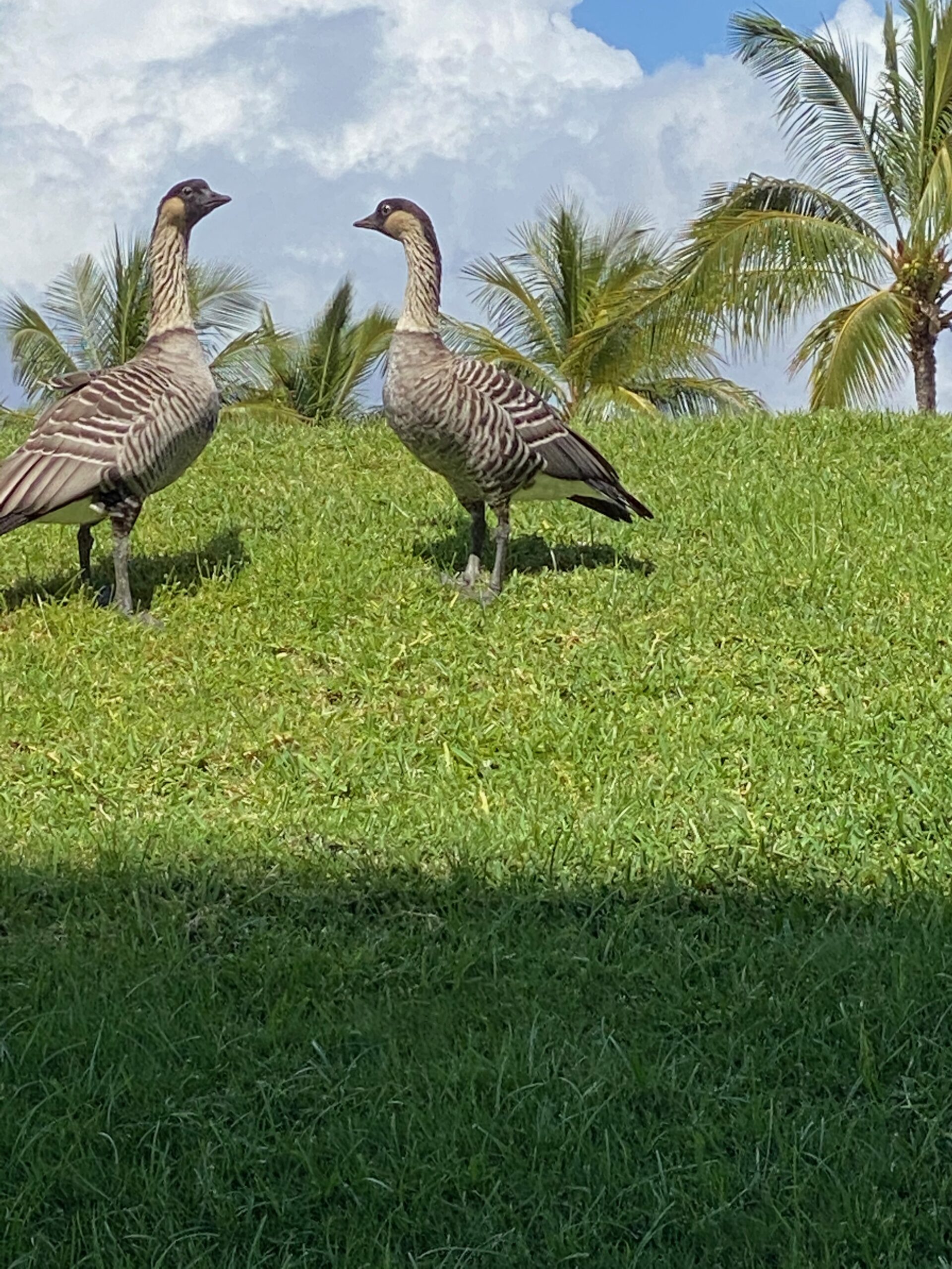 Nene, Hawaii's Stae Bird