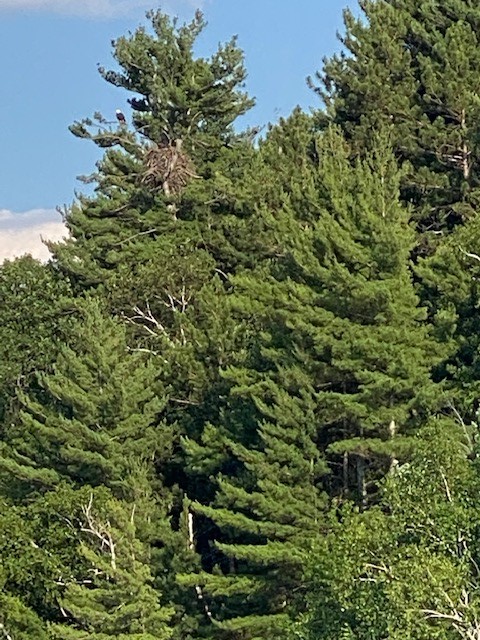 Bald Eagle at Grindstone Lake