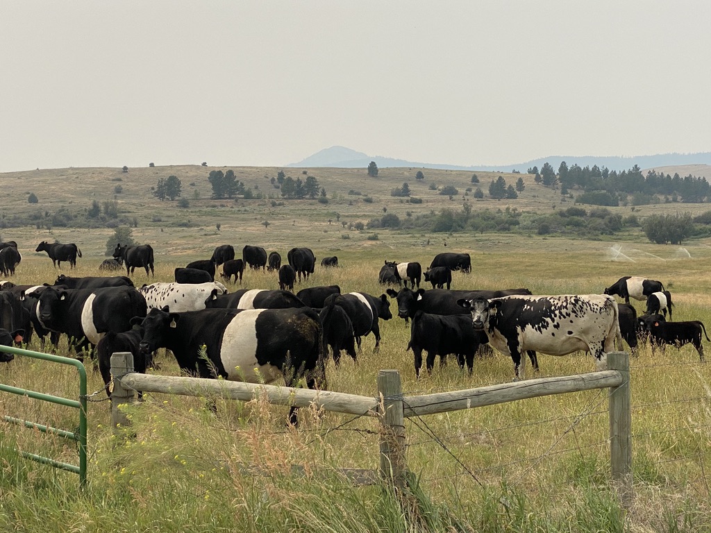 Oreo Cows on the road to Kalispell