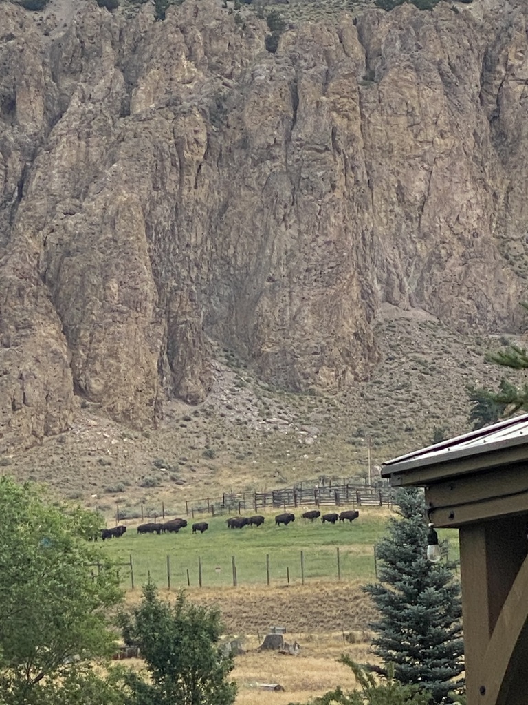 Buffalo as seen from Yellowstone Hot Springs